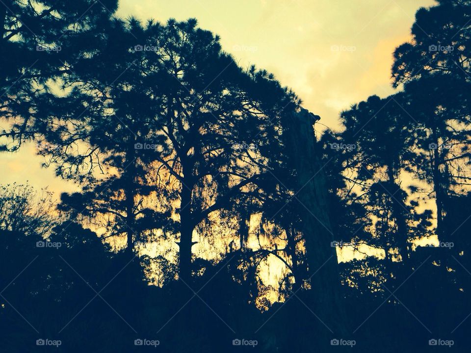 Sunrise through pines