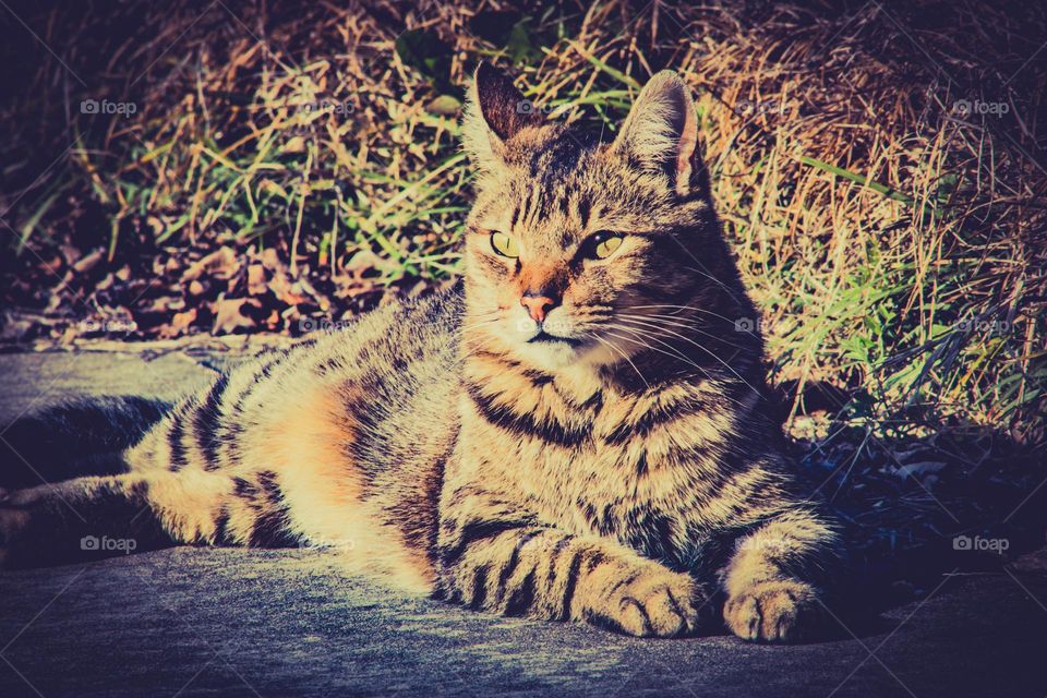 sunbathing kitty