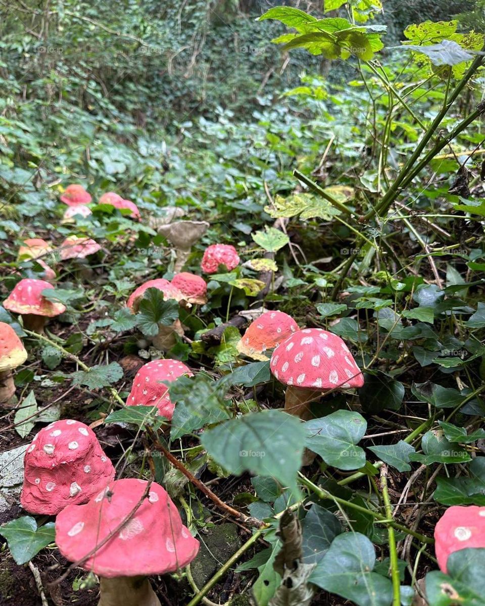 red mushroom