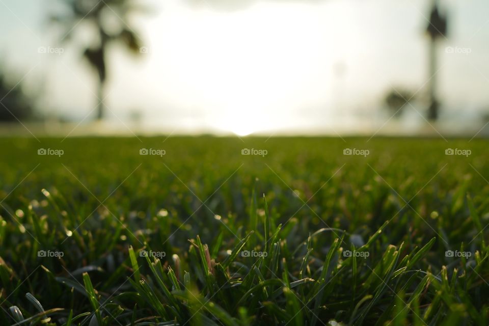 A very low shot of some green wet grass.