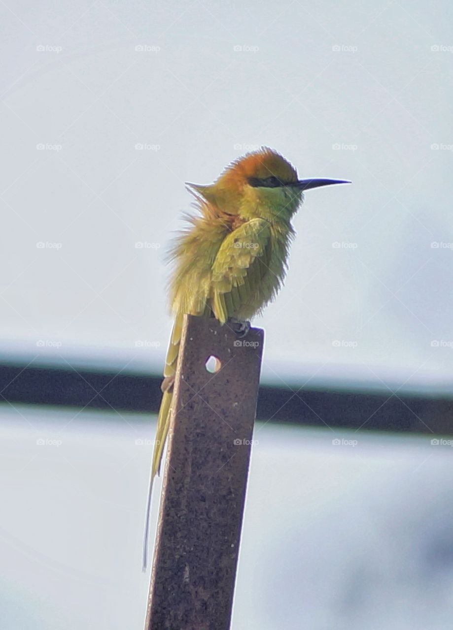 Bee eater 3