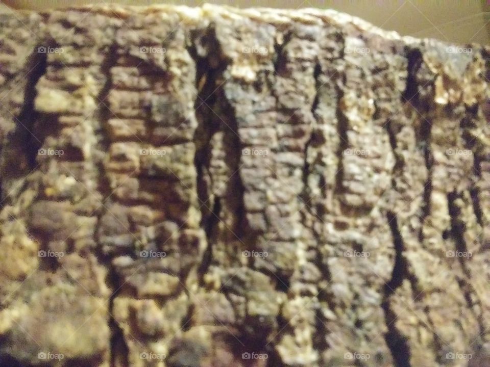 close up of bark on a tree looks like a rock