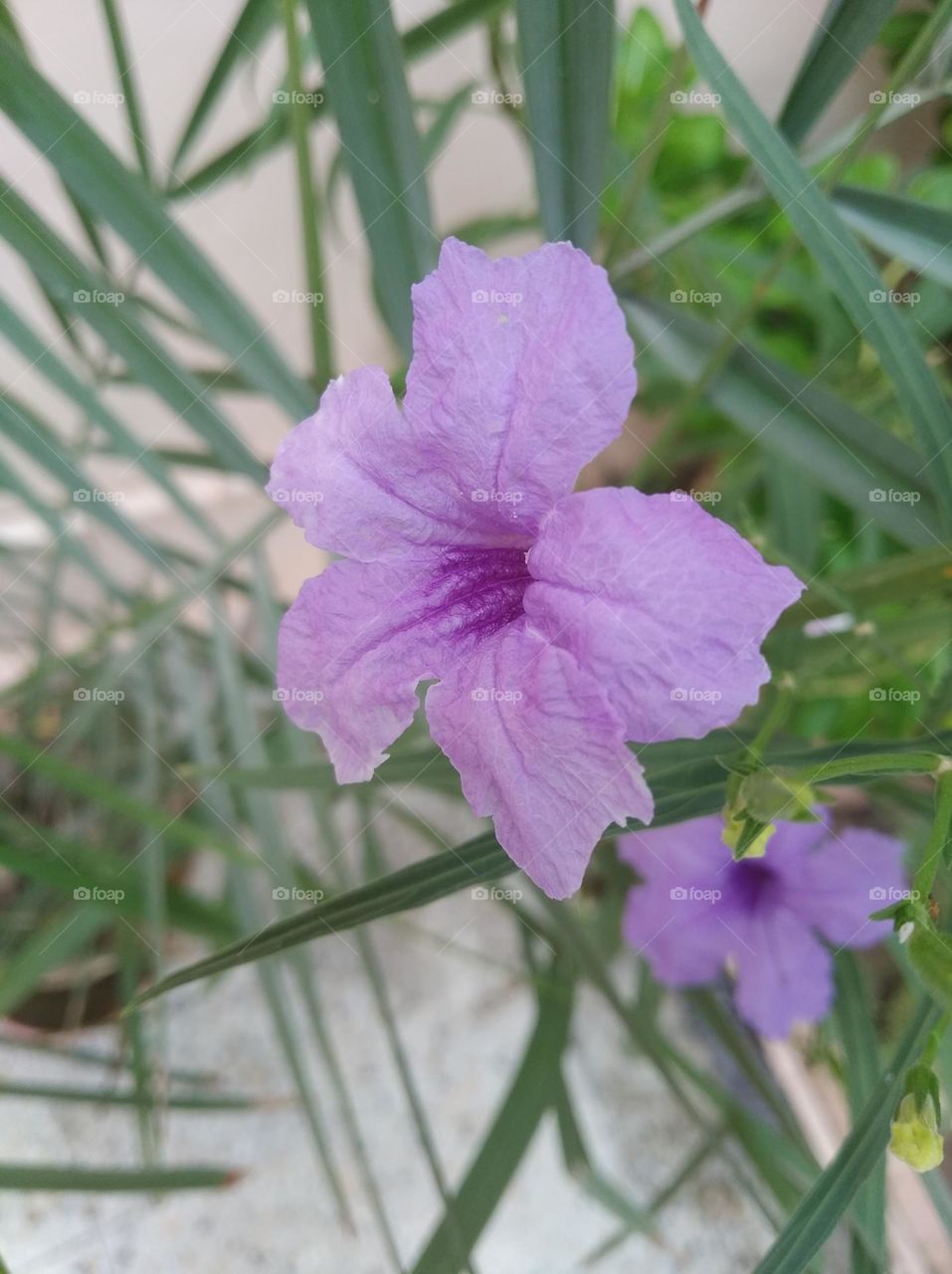 petunia purple flower seasonal fresh shurb small size shurb looks very beautiful generally found everywhere