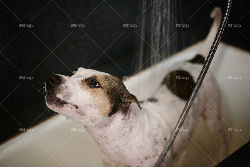 Pit bull dog bathes in a bathroom