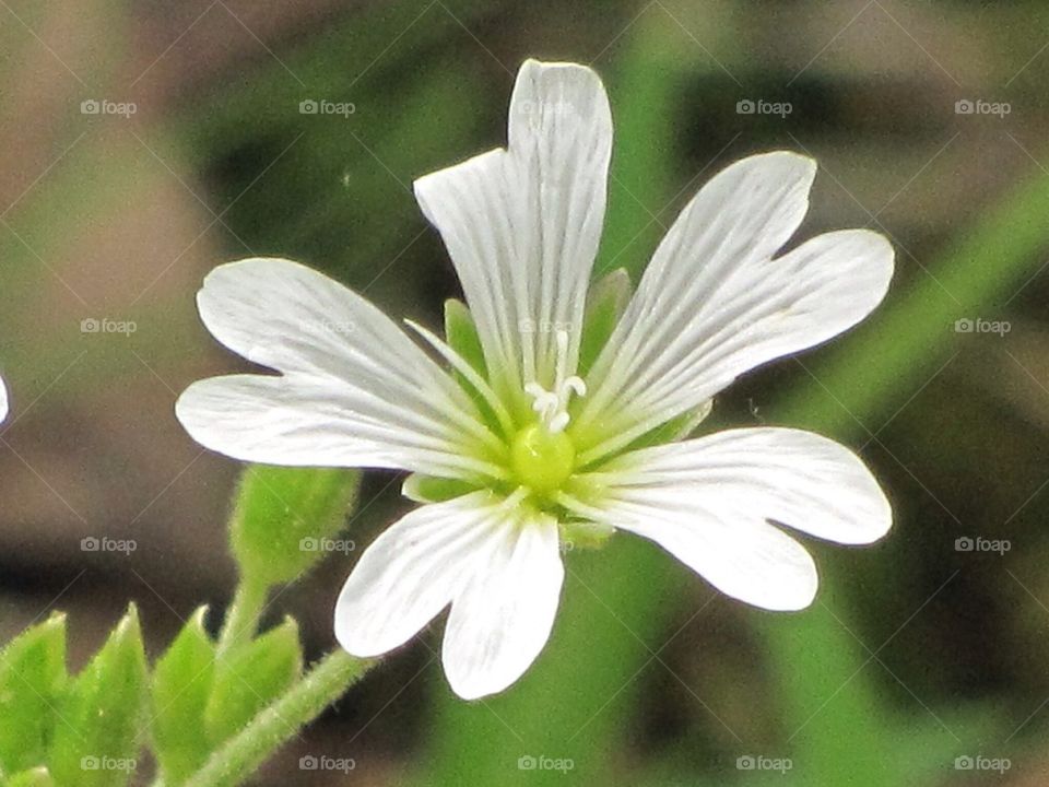 Flower 