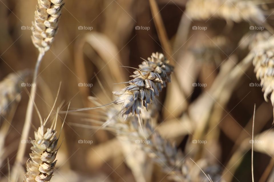 Ripe heads of wheat