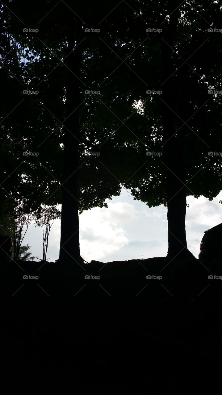 two trees. two trees and the sky
