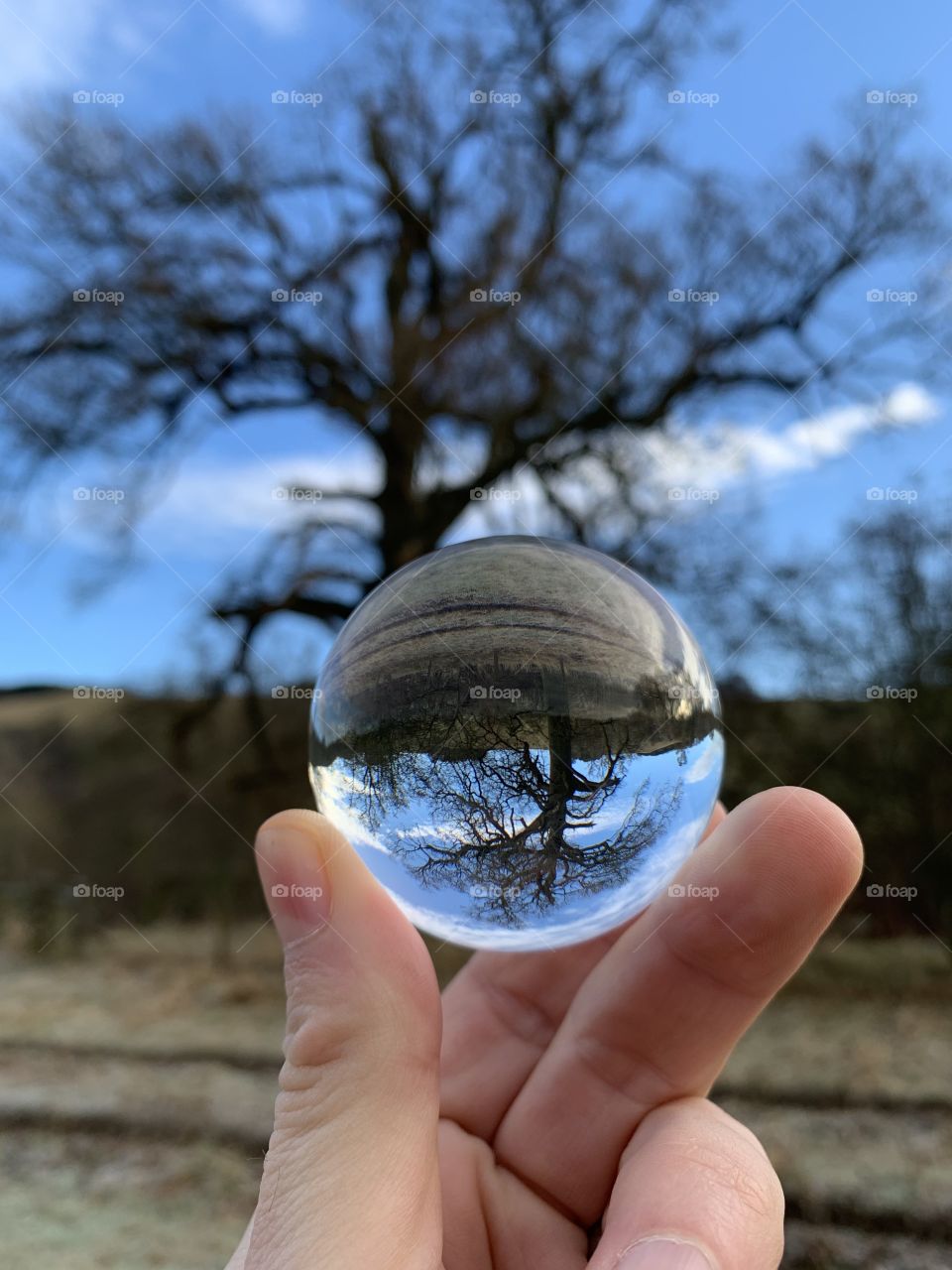 Tree in Lensball