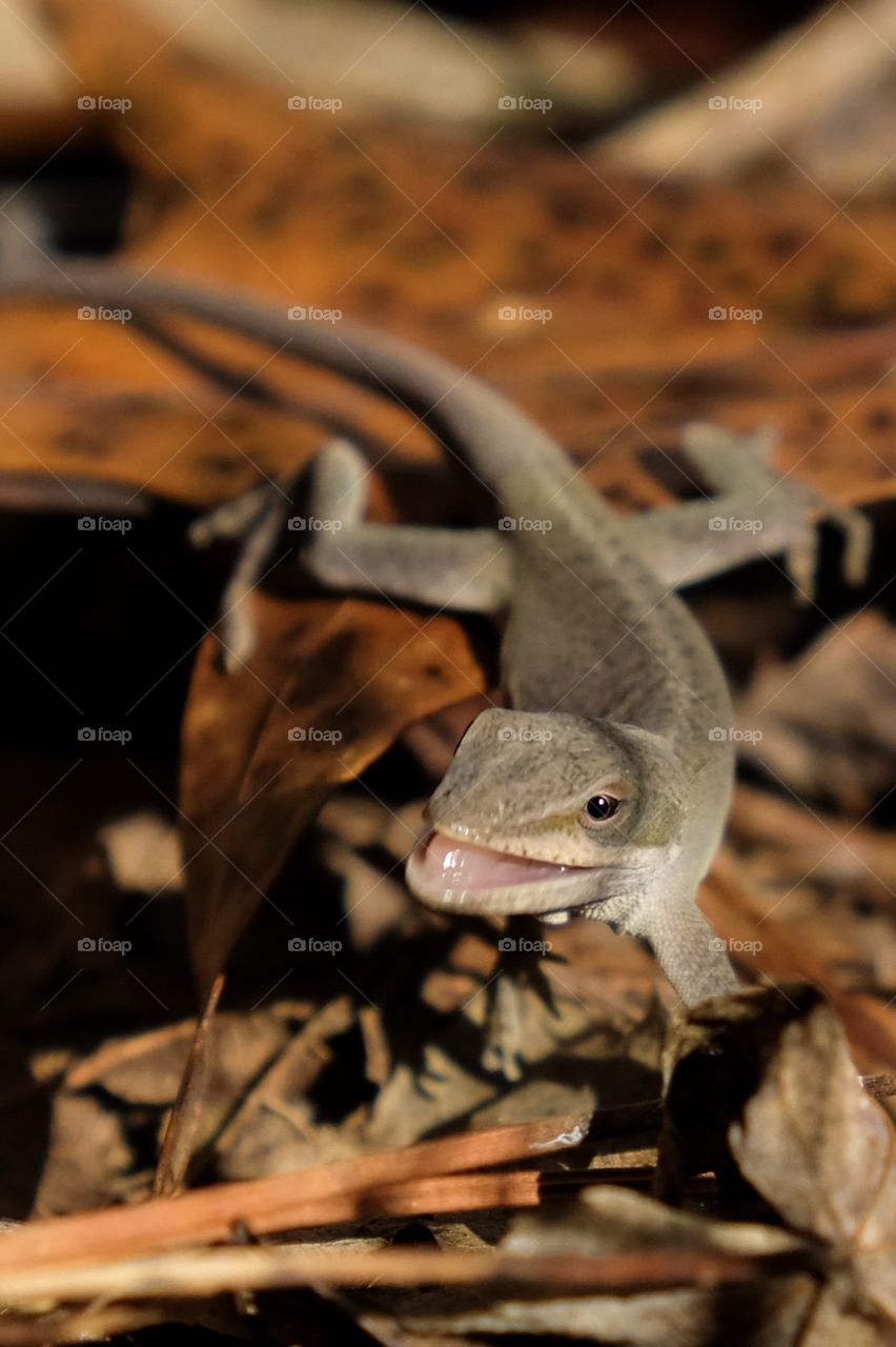 Smile! It’s a lovely autumn day at Yates Mill County Park in Raleigh North Carolina! Carolina anole.