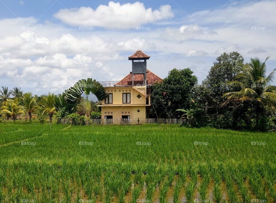 Tropical Style 🛖 Rice fields🛖 Architecture 🛖