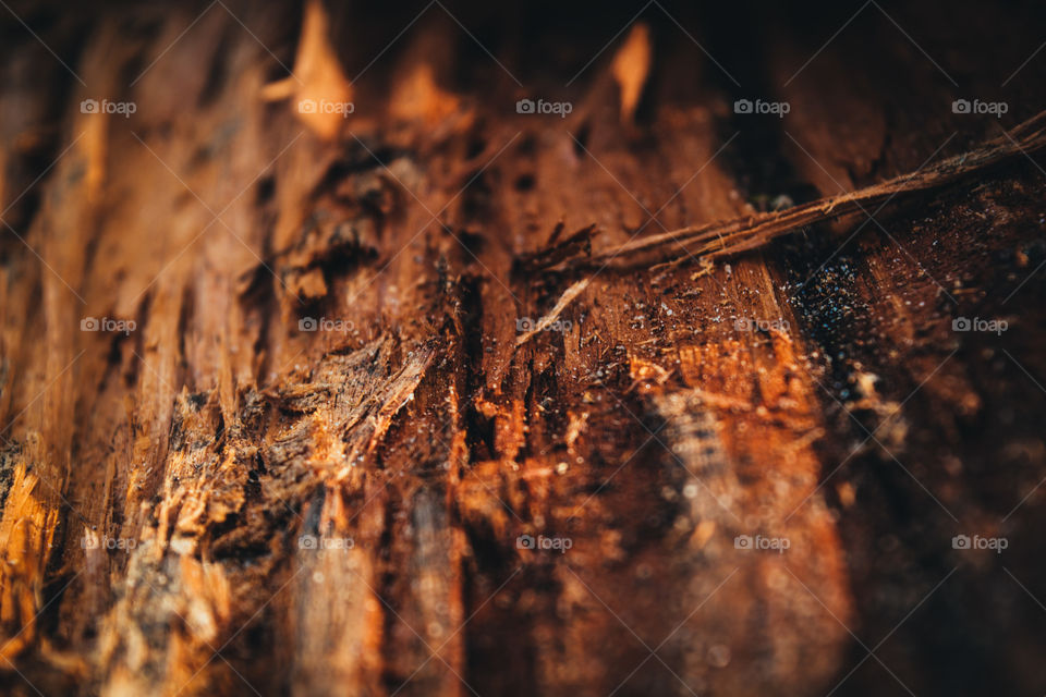Wood texture
