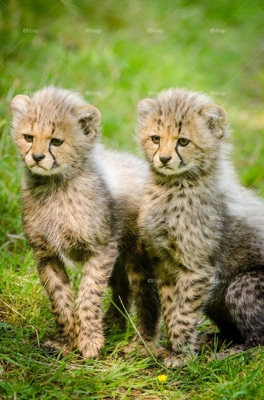 Great shot of two adorable Cheetah cubs.  All proceeds go towards the conservation of endangered species.