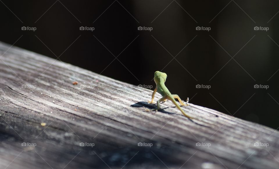 Small lizard on wood