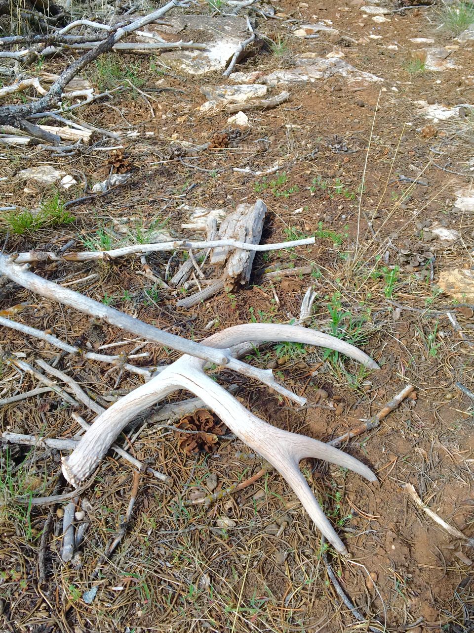 Antler shed