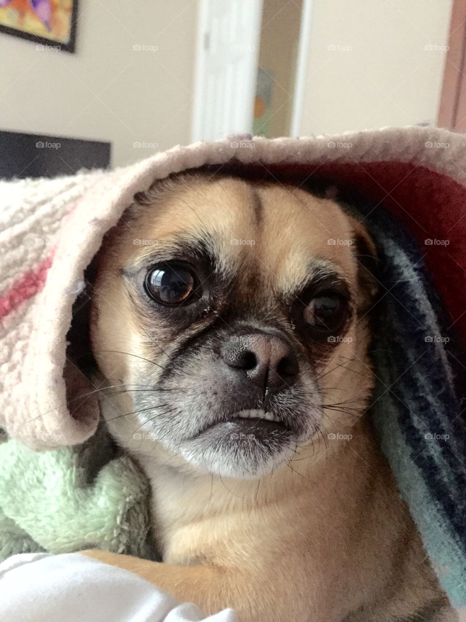 Dog in blanket 