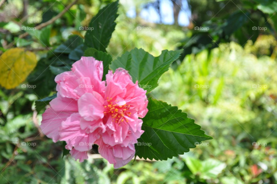 Pink tropical hibiscus bloom in garden  