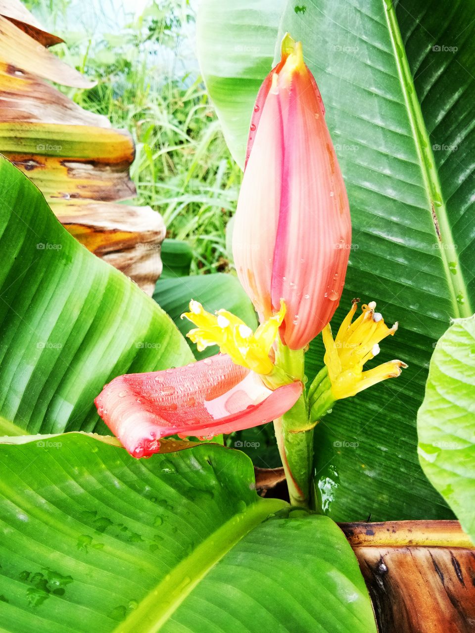 forest banana flower
leaf