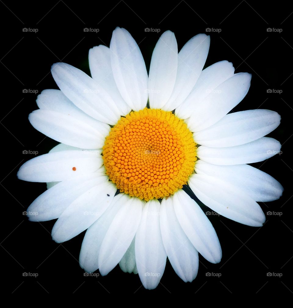 White daisy—taken in Ludington, Michigan 