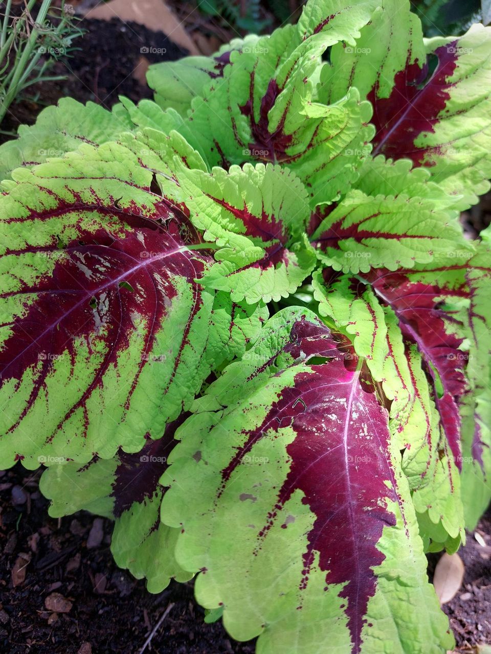 plants and flowers from my garden