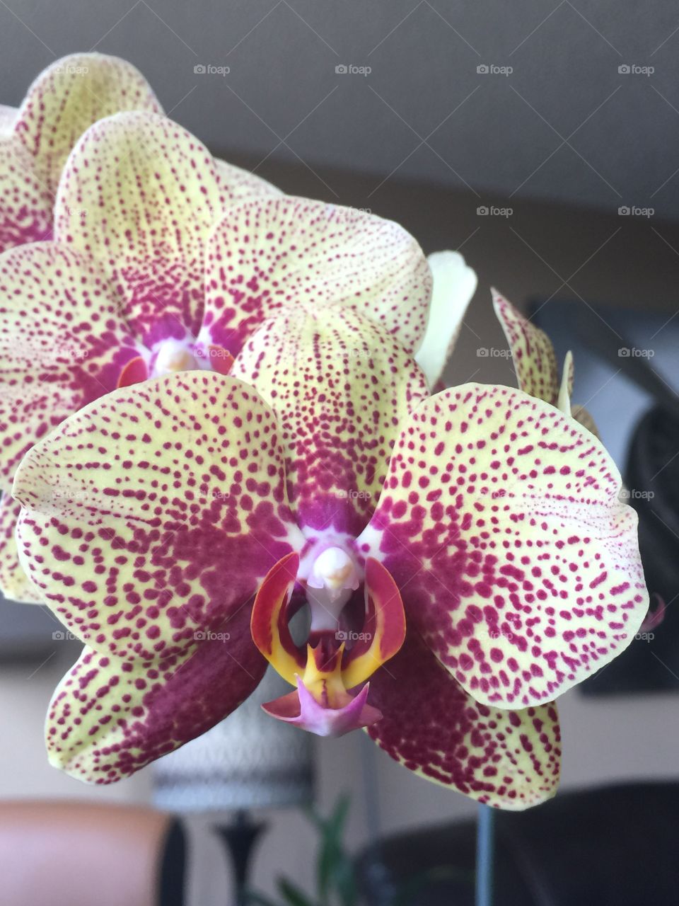 Orchid in bloom 