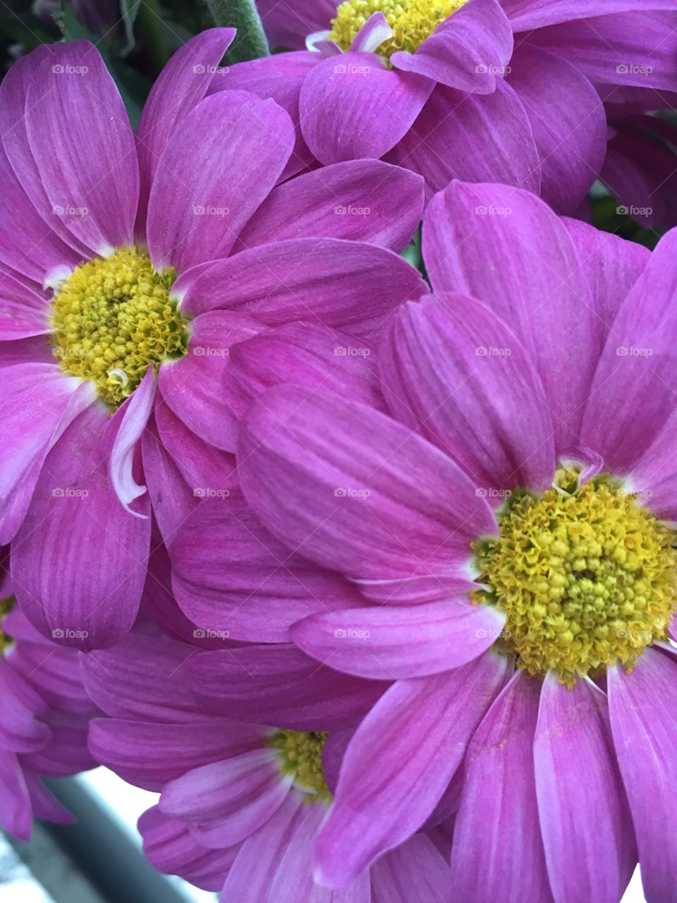 Purple blossoms 