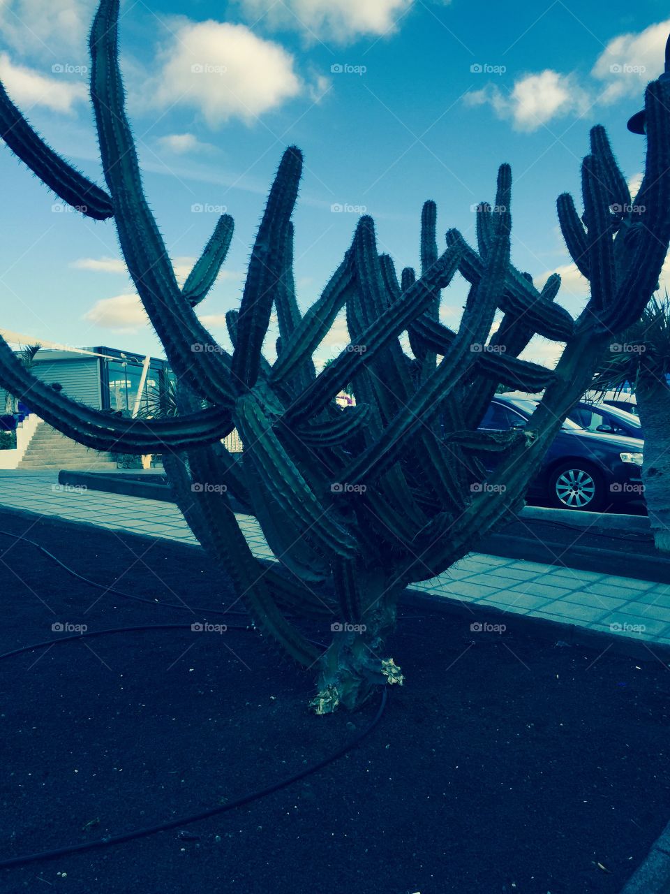 Cactus 🌵 de Lanzarote Islas Canarias 