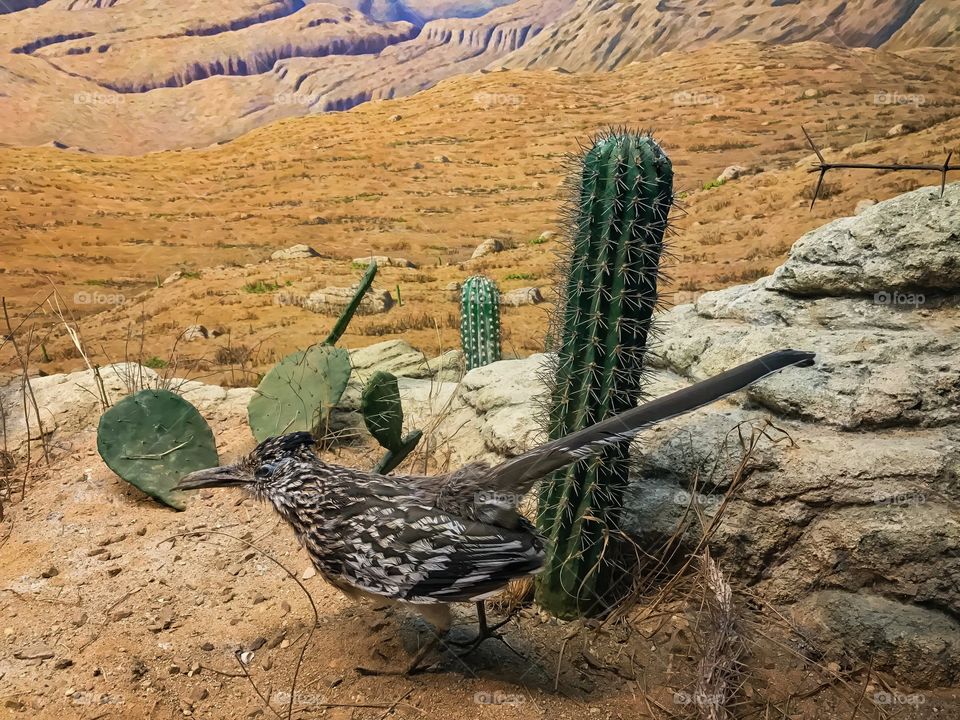 Zoo museum, Copenhagen, Denmark 