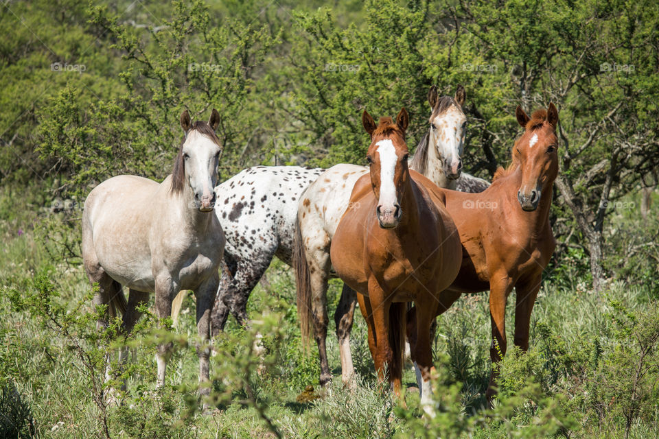 Group of horse in forest