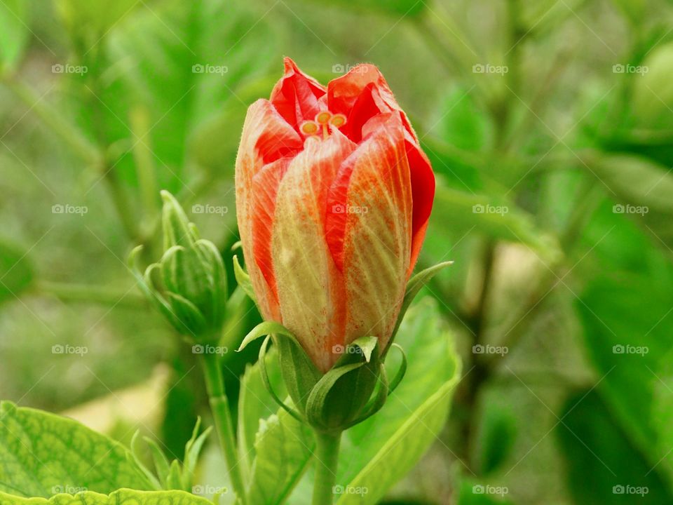 Clsoe-up of hibiscus flower bud