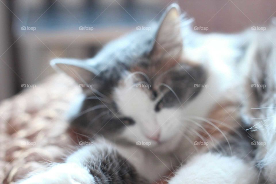 Cat, Kitten, Cute, Sleep, Pet