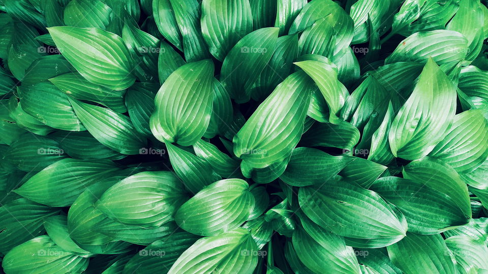 green leaf texture