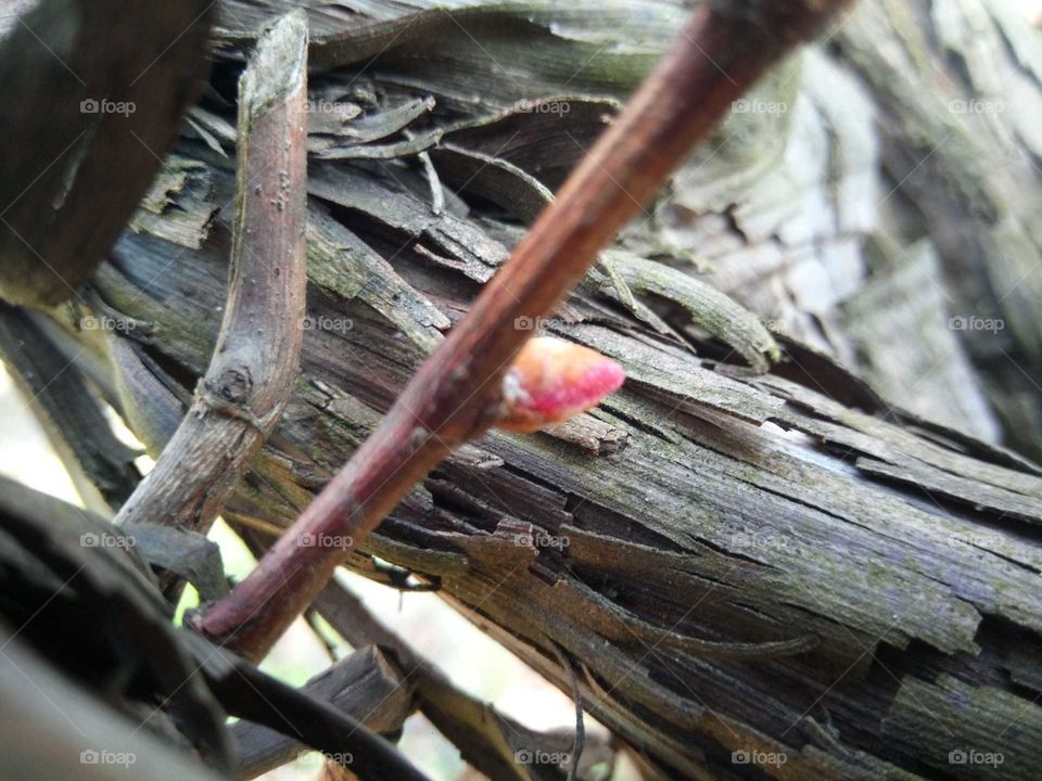 lead bud, spring, nature