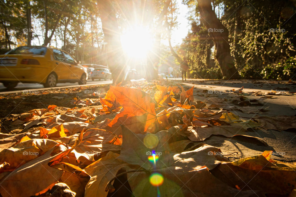 autumn leaves in the street of a big city in the lights of sun