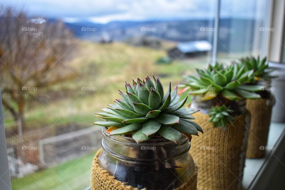 Succulents patiently awaiting for the Canadian winter to officially be gone so they can finally go back outside, rejoicing in Spring!