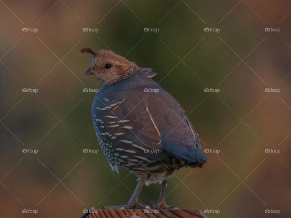 Female California Quail Resting on Fence Post 