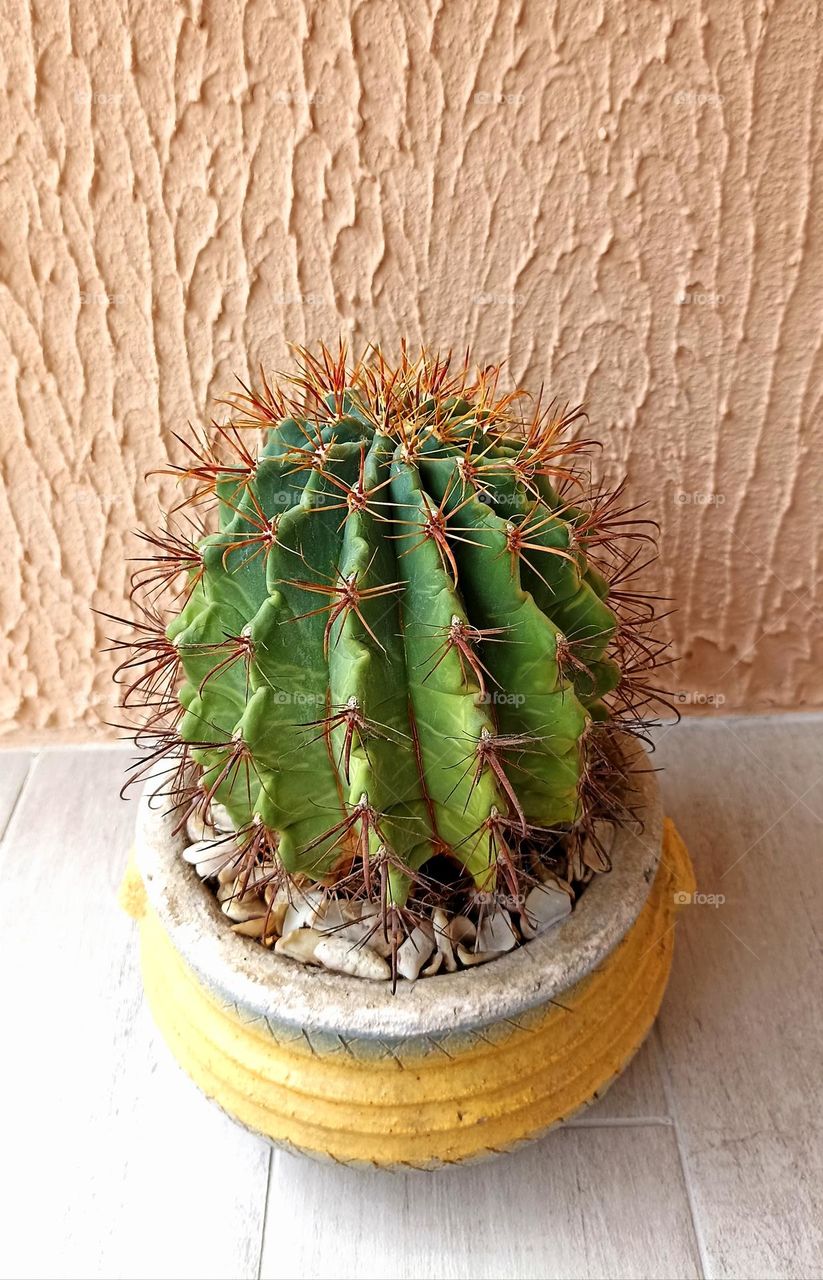 cactus house plant