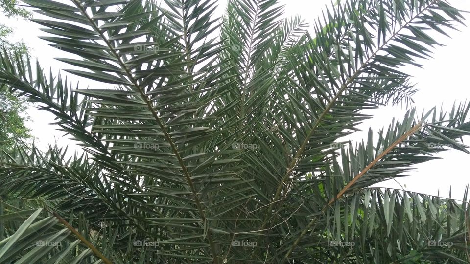 a beautiful date tree