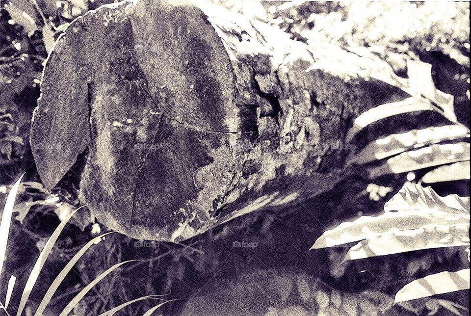 Wood trunk