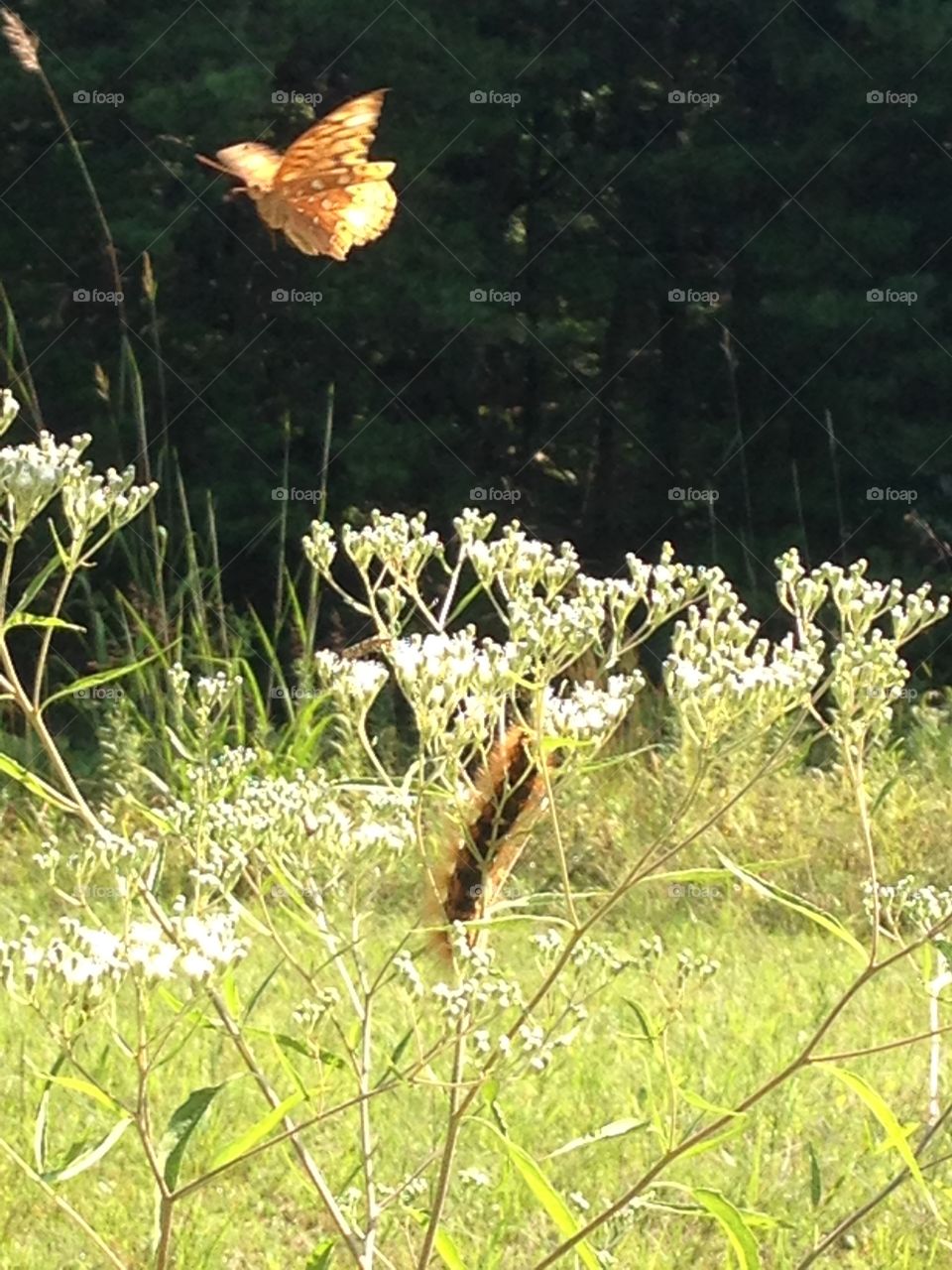 Butterfly and caterpillar