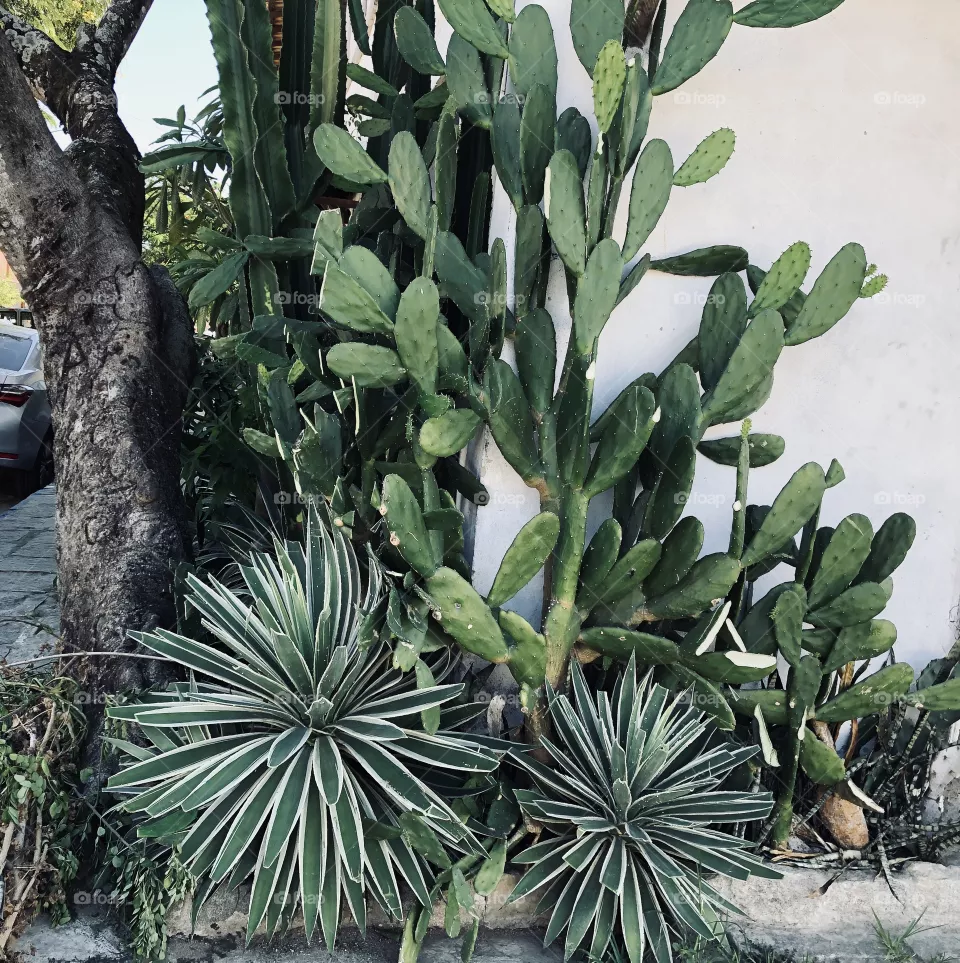 Cactus 
