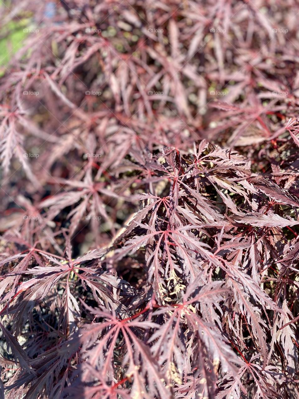 Rich, deep red foliage with delicate, spindly leaves.