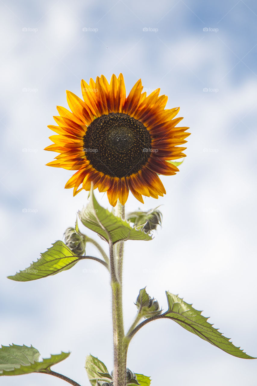 Summer flowers 