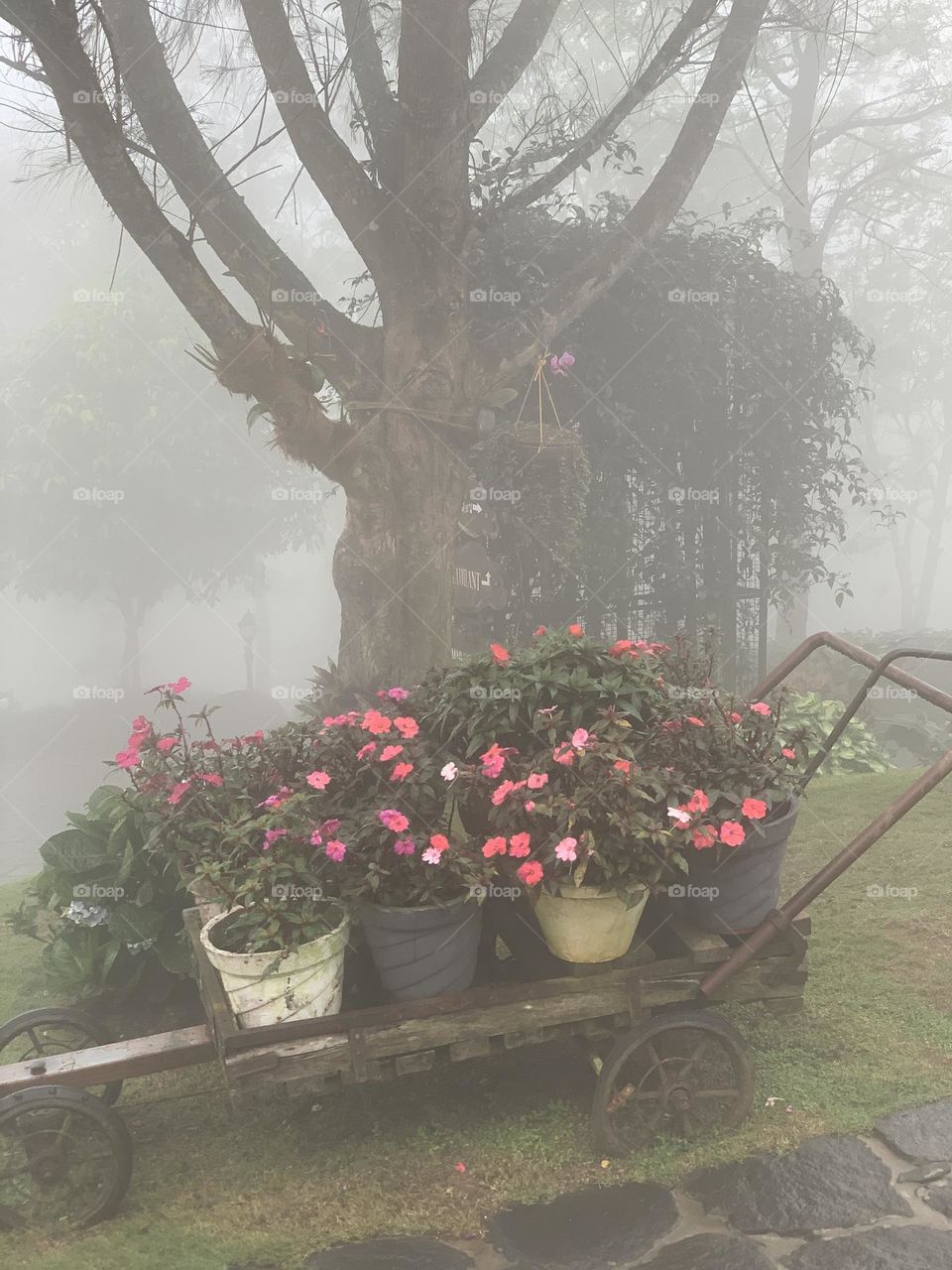 Blooming flowers,foggy morning❤️