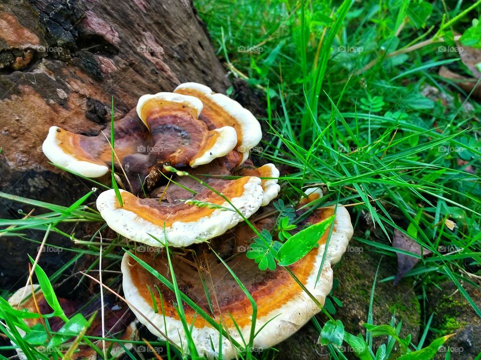 beautiful mushroom at Giritontro, Wonogiri, Indonesia