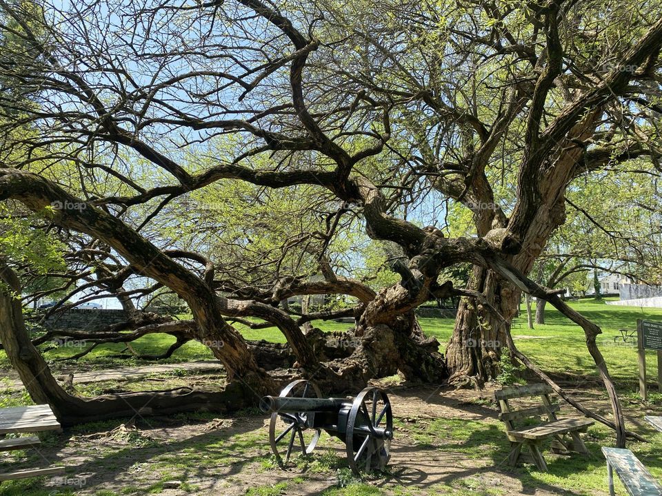 Osage Orange Tree