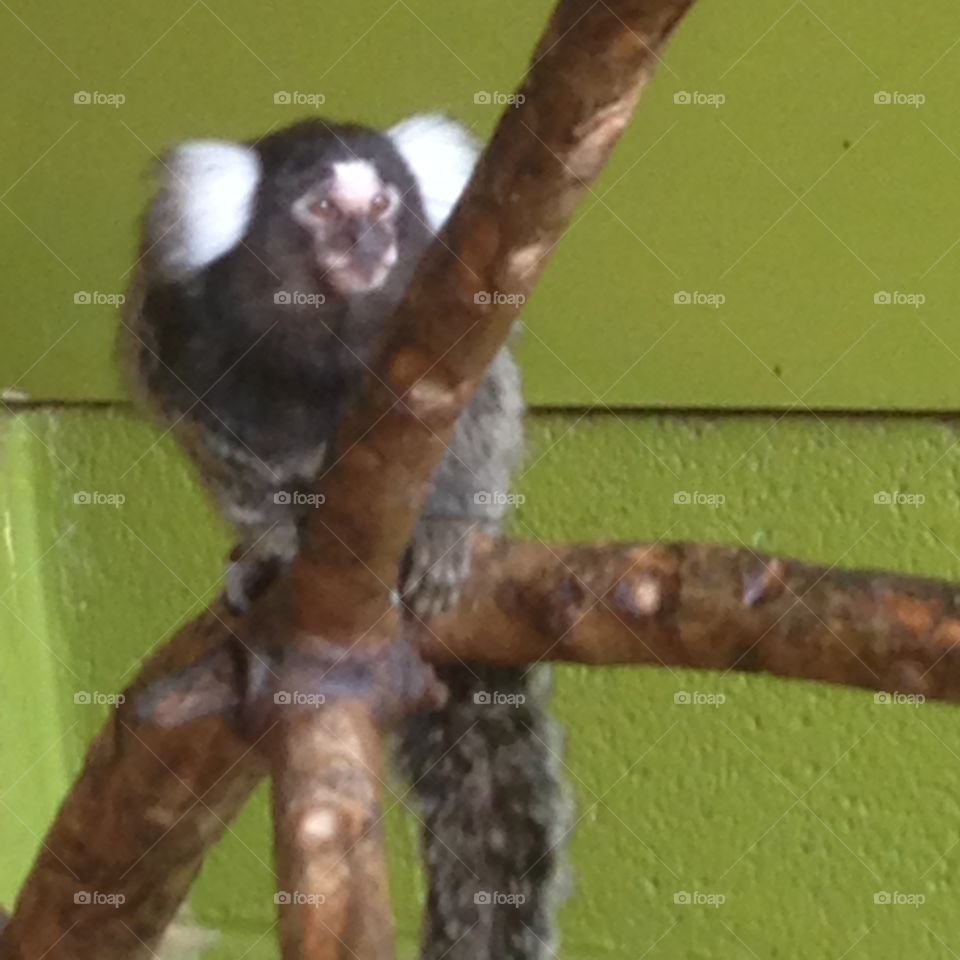 Little marmoset