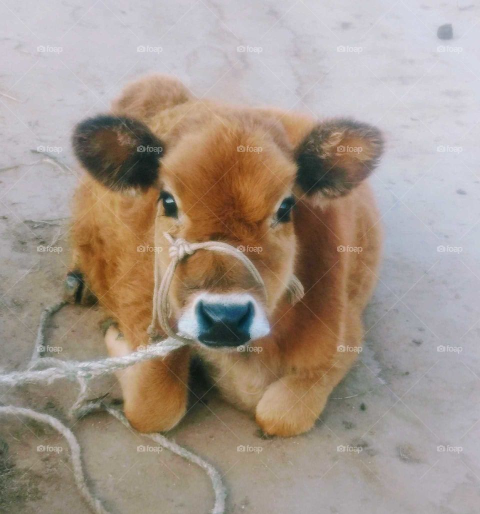 Cute Calf