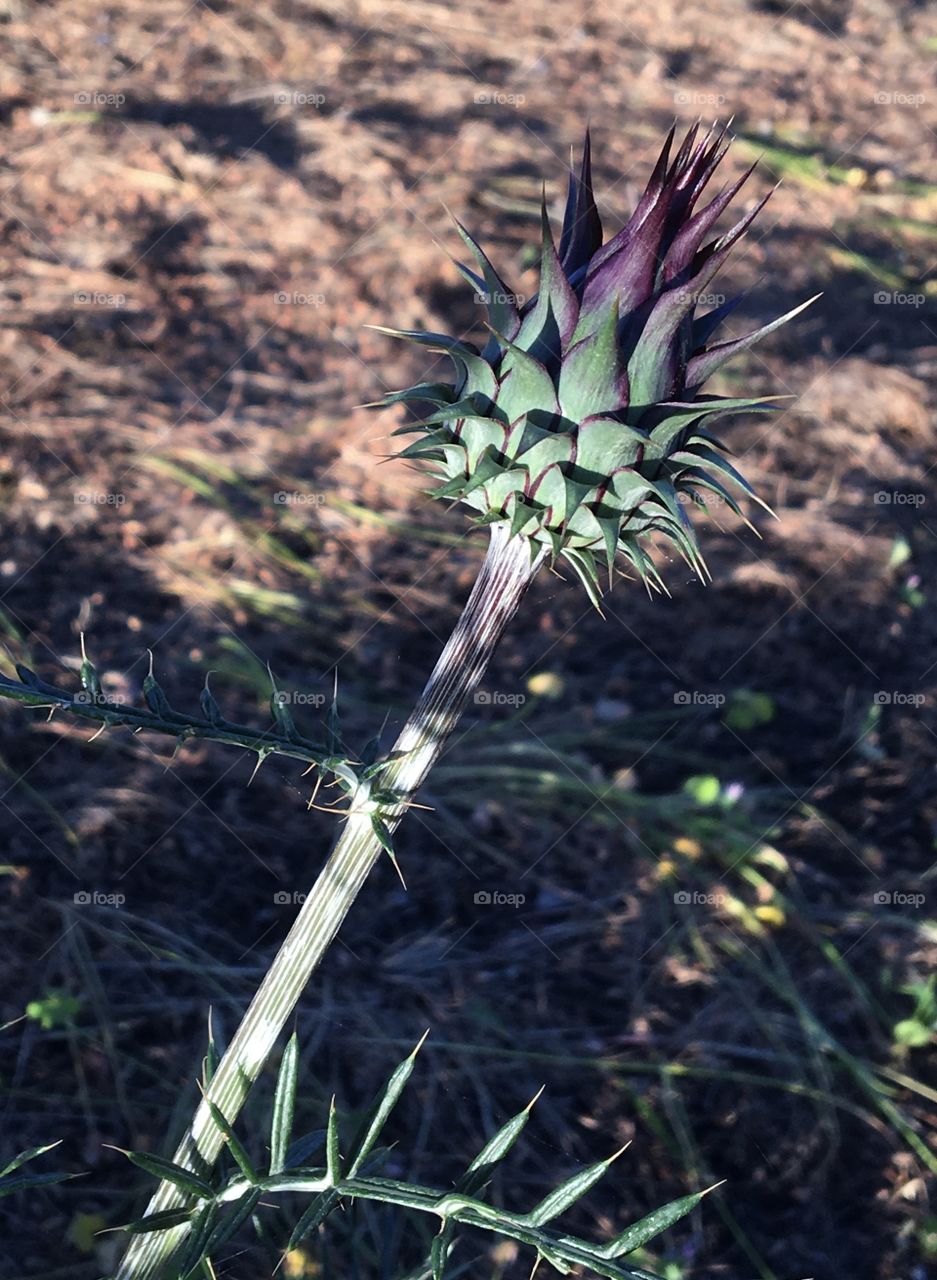 Future flower of thistle 