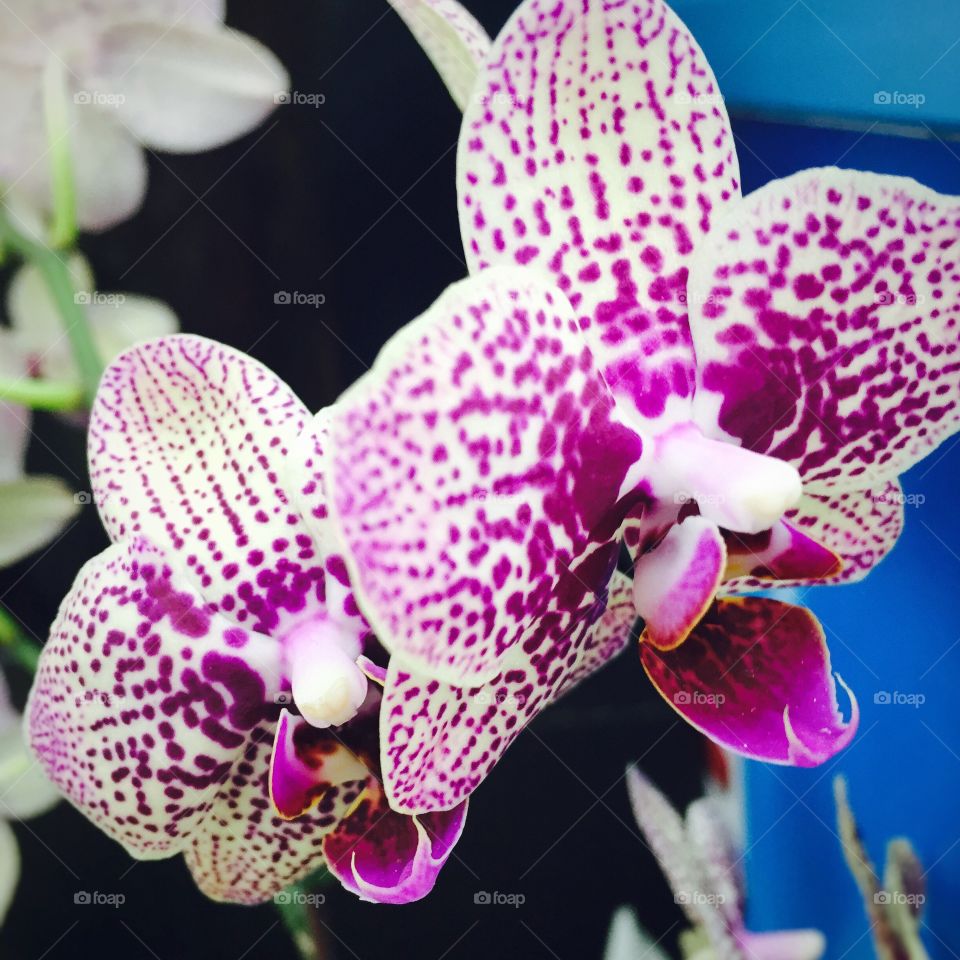 Orchids 