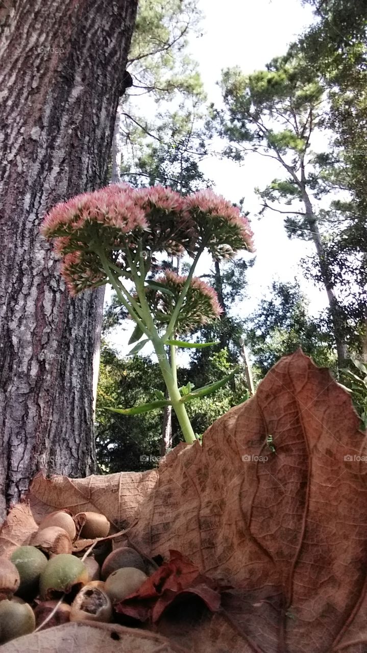 first signs of autumn fallen leaves surrounded by oak trees flowers pine nuts oak nuts acorns brown gold greene yellow